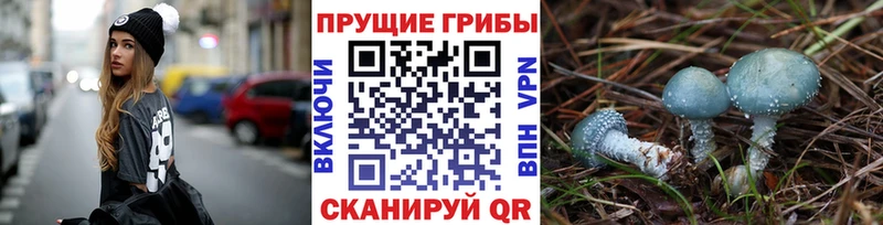 KRAKEN ТОР  Аша  Псилоцибиновые грибы Cubensis 